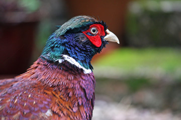 pheasant