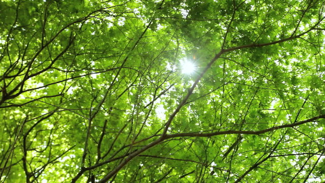 Green Japanese Maple tree Acer  Koch Sanso garden Kyoto Japan