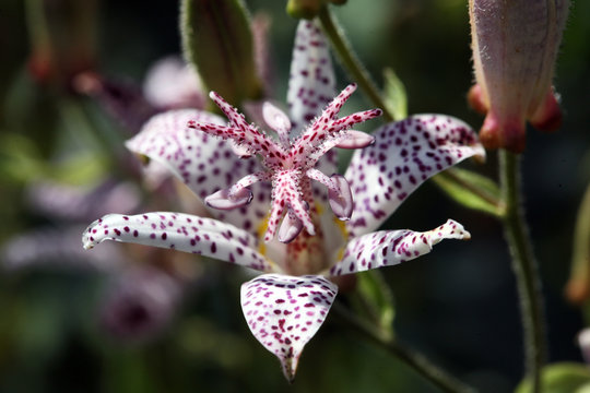 Tricyrtis Hirta - Toad Lilies