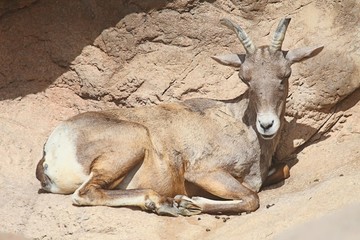 Bighorn Sheep (Ovis canadensis)