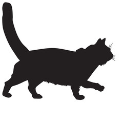 silhouette of a black cat