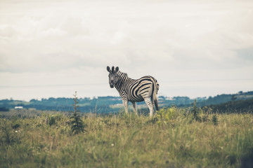 Fototapeta na wymiar Zebra standing in field with cloudy sky. Eastern Cape. South Afr
