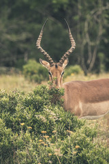 Impala standing behind bush. Game reserve. Mpongo. South Africa.
