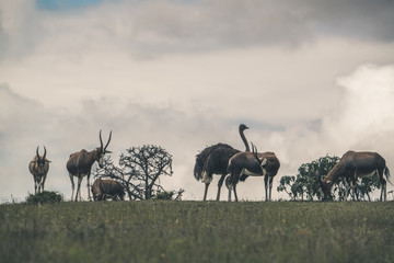 Horizon with antelopes and one ostrich. Cloudy sky. South Africa