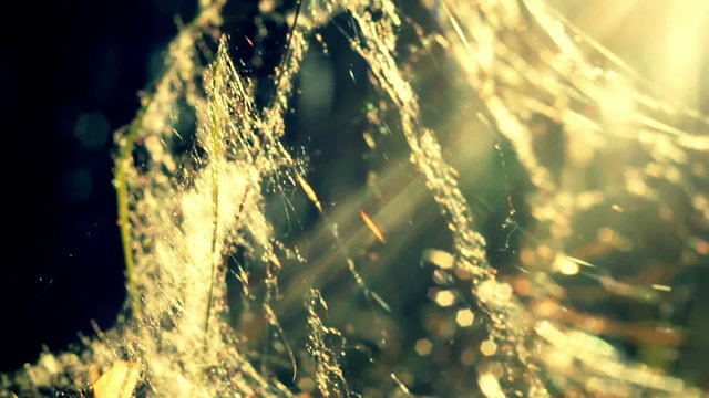 Indian summer web