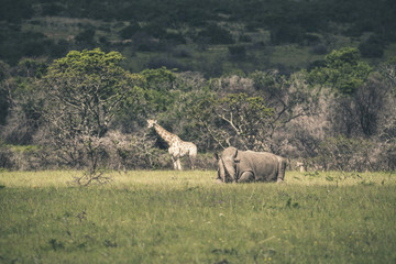 Rhino lying in field of grass. Mpongo game reserve. South Africa