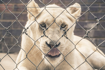 White female lion looking through fence. Mpongo game reserve. So