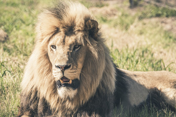 Male lion with big mane lying in grass. Mpongo game reserve. Sou