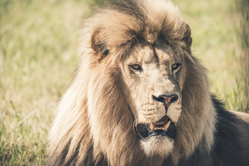 Male lion with big mane lying in grass. Mpongo game reserve. Sou
