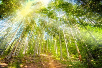 Sunshine in the colorful forest with blue sky and great weather