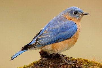 Male Eastern Bluebird