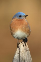 Male Eastern Bluebird