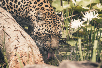 Headshot of leopard drinking from pool. Tenikwa wildlife sanctua