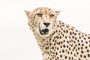 Headshot of cheetah against white background. Tenikwa wildlife s