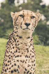 Headshot of cheetah against blurred green background. Tenikwa wi