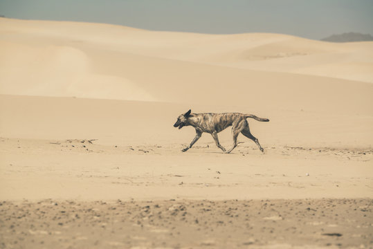 Shepherd dog walking in sand dunes. Port Alfred. Eastern Cape. S
