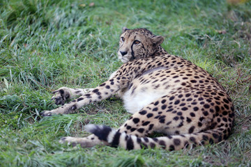 Cheetah lying and resting on green grass