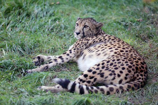 Cheetah lying and resting on green grass