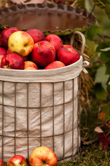 Apple Basket