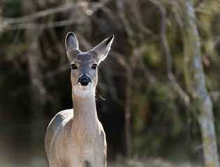 Closeup of White-Tailed Deer in the woods