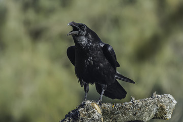 Fototapeta premium Corvus corax