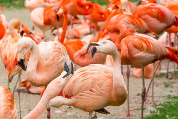 Cercles muraux Flamant Flamingos birds