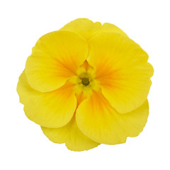 Fototapeta na wymiar Primrose yellow flower violet isolated on white background