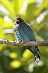 Dollar bird on a branch