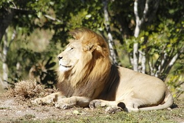 African Lion - Miami Metro Zoo