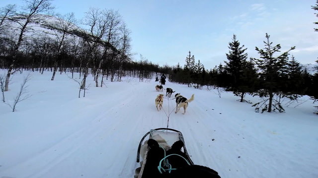 POV Handler Norwegian husky dog team pulling sled snow covered forest