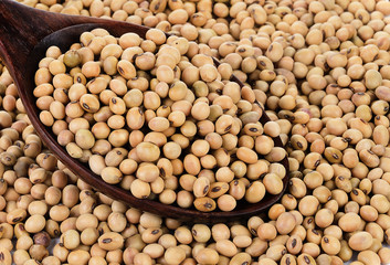 soybeans on wooden spoon top view close up isolated on white
