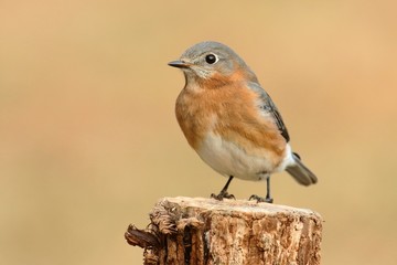 Female Eastern Bluebird