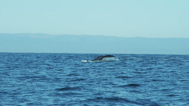 Humpback whale diving tail fluke, California, Pacific Ocean, USA
