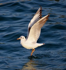 Fototapeta na wymiar Seagull Landing on Sea