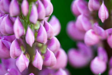 Lupin flowers (Lupinus)