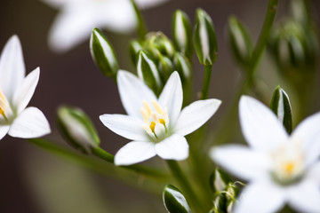 Fototapeta na wymiar White flowers of Ornithogalum umbellatum