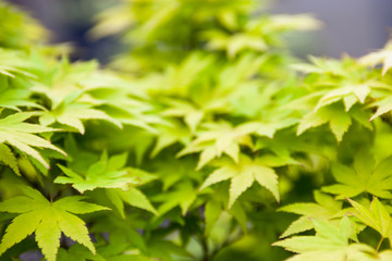 Fototapeta na wymiar Green leaves of the Japanese maple (Acer palmatum)