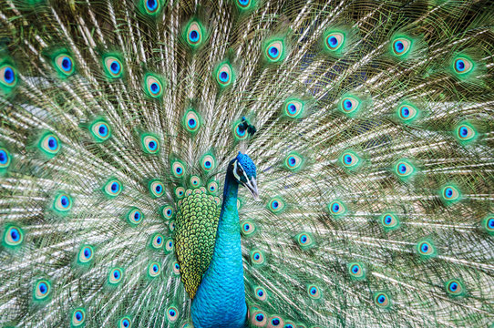 Fototapeta peacock showing its beautiful feathers