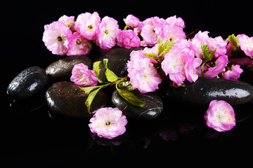 Fototapeta na wymiar Beautiful fruit blossom isolated on black