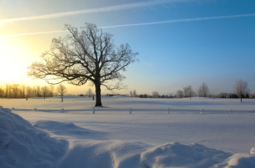 Single tall tree against sun rise in winter time