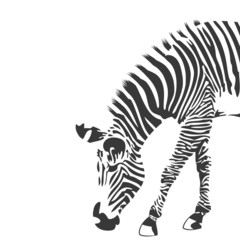 Illustration of zebra in black and white © Zhemchuzhina