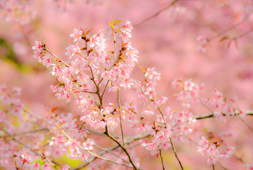 Wild Himalayan Cherry  (Thailand sakura ).