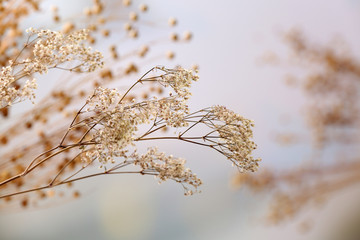 Dried wildflowers on light background