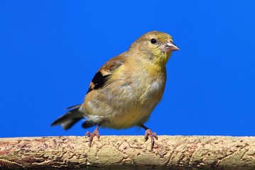 American Goldfinch (Carduelis tristis) on a perch