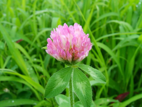 ムラサキツメクサ Images Browse 395 Stock Photos Vectors And Video Adobe Stock