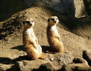 Fototapeta premium Tow cute Meercats