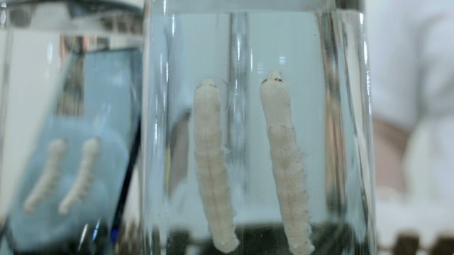 Silk worms used for Garment making Beijing East China Asia