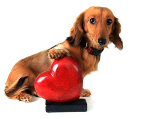 Valentines heart and dachshund puppy