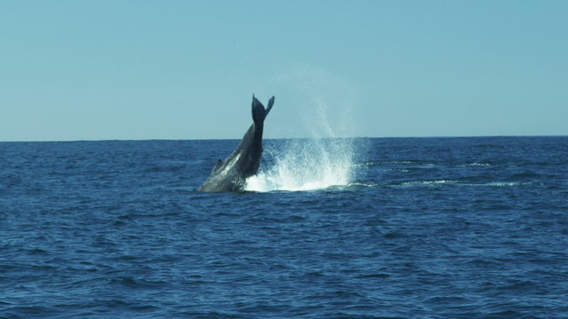 Humpback mammal ocean whale large tail fluke, Pacific Ocean, California, USA
