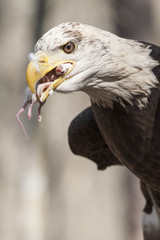 American bald eagle eating a mouse